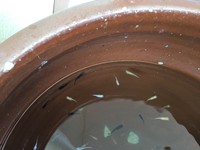 メダカが仲間入りしました！ 2018/05/18 09:05:38