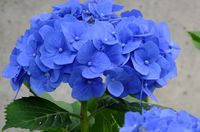青色紫陽花