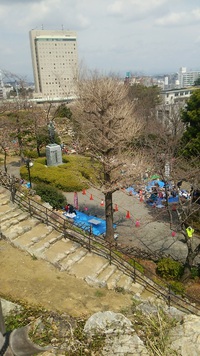 桜は未だ咲かずとも。お花見で賑わう浜松城公園♡