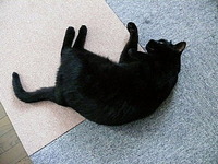 夏の黒ネコ☆ 2009/08/02 18:47:26