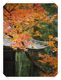 森町  大洞院の紅葉☆ 2009/11/29 16:19:47