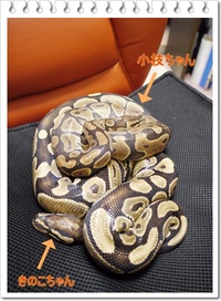 ヘビに脱皮の兆候が☆ 2009/11/15 07:31:00