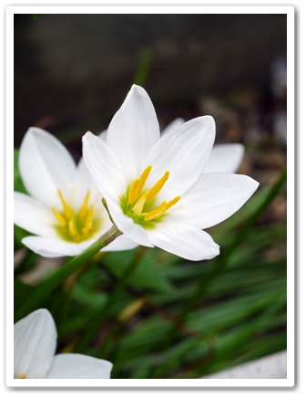 そっと咲く花☆