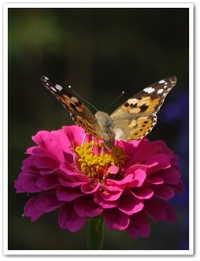 花☆ 2009/10/01 12:18:26