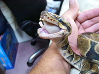 へび　お食事☆ 2009/07/28 21:08:37