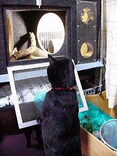 ねこ VS　へび☆