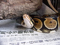 へび ごはん☆ 2009/08/13 10:20:53