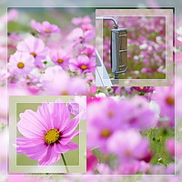 コスモス畑☆ 2009/10/31 07:44:01