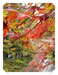 小國神社の紅葉☆ 2009/11/14 17:08:48