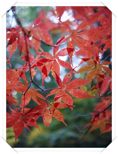 小國神社の紅葉☆