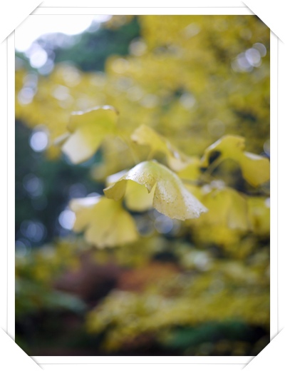 小國神社の紅葉☆
