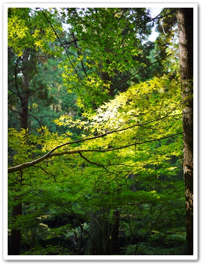 小國神社の紅葉はまだ先☆