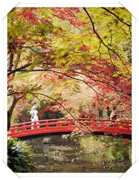 素晴らしい小國神社の紅葉☆ 2009/11/23 17:35:43