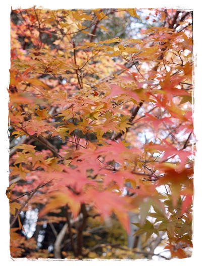 紅葉☆