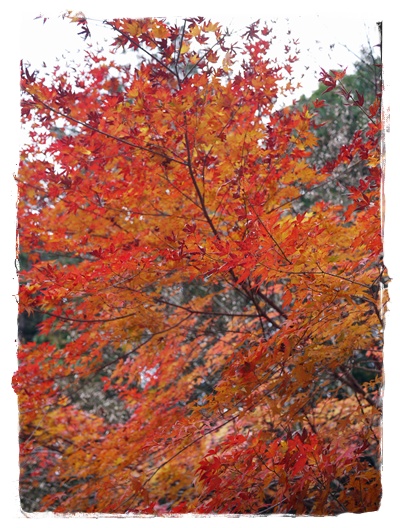 紅葉☆