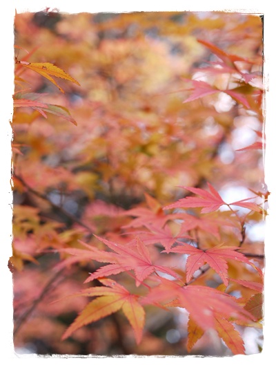 紅葉☆