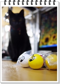 狙う ねこ☆ 2009/11/01 07:40:00