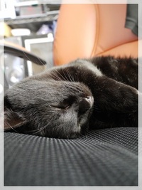 ねこ　快眠☆ 2009/10/08 07:05:00