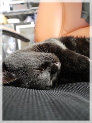 ねこ　快眠☆