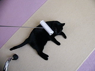 ねこ コロコロ☆