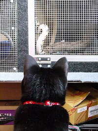 ねこ と へび☆ 2009/08/07 07:30:00