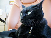 ねこ☆ 2009/08/08 18:00:00