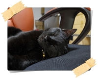 ねこ　快眠☆ 2009/09/11 20:53:00