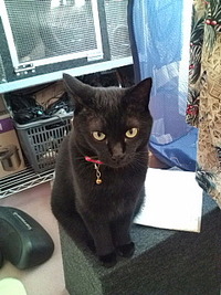 ねこ☆ 2009/07/19 08:00:00