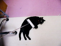 ねこ コロコロ☆ 2009/08/21 08:38:36
