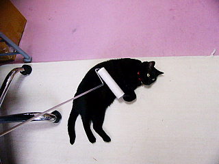 ねこ コロコロ☆