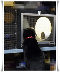 ねこ vs  へび☆ 2009/09/19 12:28:23