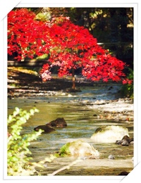 小國神社　紅葉☆ 2009/11/21 07:31:00