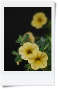 花☆ 2009/09/22 07:05:00