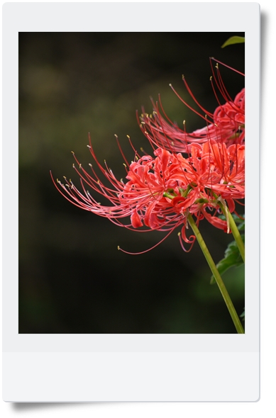 花☆