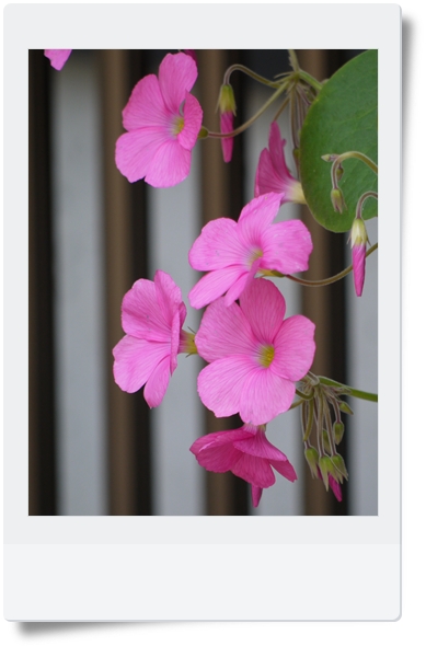 花☆