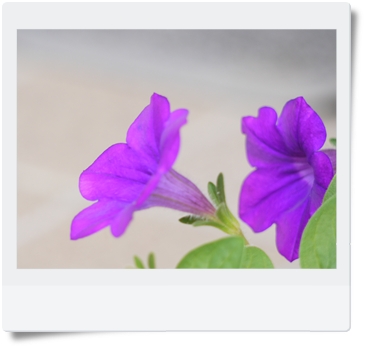 花☆