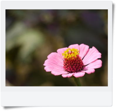 花☆