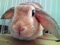 うさぎのぷりんちゃん☆ 2009/08/09 08:41:33
