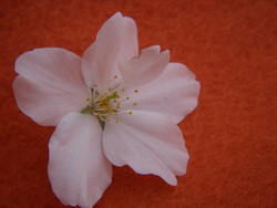 珍しい?!　桜を発見しました!!