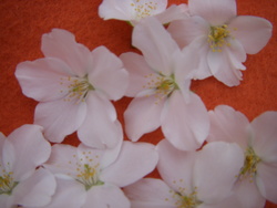 珍しい?!　桜を発見しました!!
