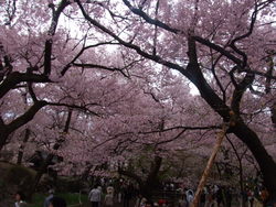 桜・桜･桜