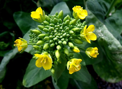 野菜の花 Photo Time