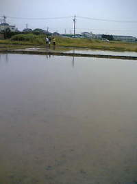 田植え 2006/06/04 13:42:50