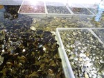 シチリア　Siracusaへ　その弐