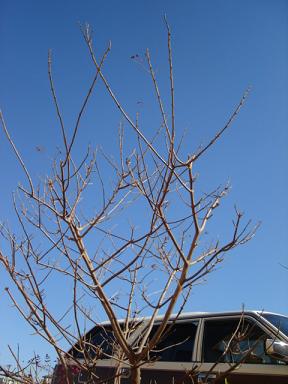 冬空★