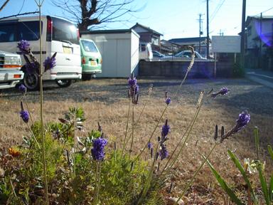 今日も★