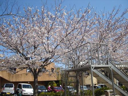 桜★