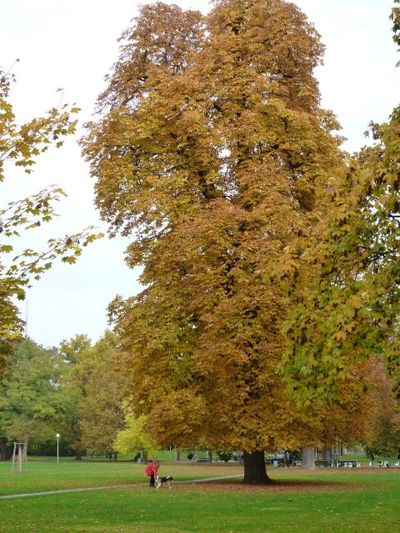 紅葉 Stuttgart
