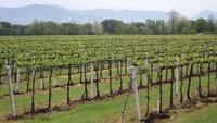 Franciacorta 〜Iseo湖へ 2012/05/06 05:30:48