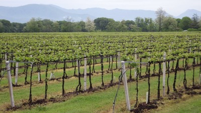 Franciacorta 〜Iseo湖へ